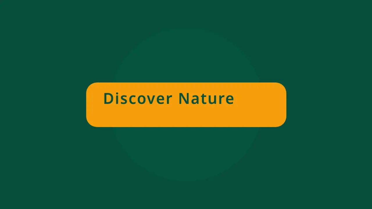 Modelli 166 template preview